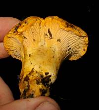 Cantharellus californicus image