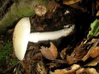 Amanita ocreata image