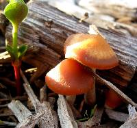 Psilocybe cyanescens image