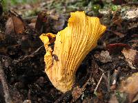 Cantharellus californicus image