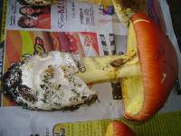 Amanita basii image