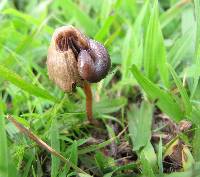 Psilocybe mexicana image