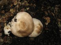 Agaricus xanthodermus image