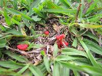 Hygrocybe cantharellus image