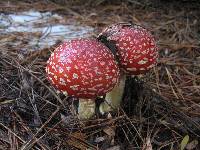 Amanita muscaria subsp. flavivolvata image