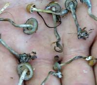 Psilocybe quebecensis image