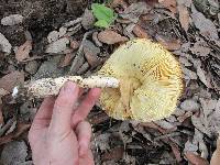 Amanita caesarea image