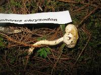 Hygrophorus chrysodon image