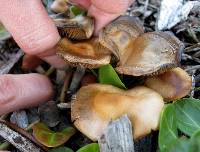 Psilocybe cyanescens image