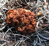 Gyromitra gigas image