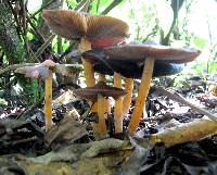 Psilocybe caerulescens image