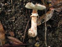 Amanita novinupta image