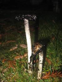 Coprinus comatus image