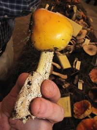 Amanita caesarea image