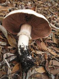 Agaricus xanthodermus image