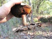 Boletus subvelutipes image