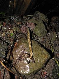 Psilocybe zapotecorum image