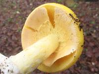 Amanita laurae image