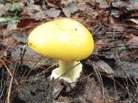 Amanita laurae image