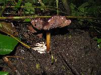 Psilocybe caerulescens image