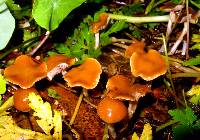 Psilocybe cyanescens image