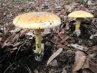 Amanita caesarea image