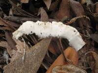 Agaricus xanthodermus image