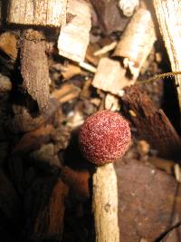 Gymnopilus luteofolius image