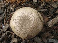 Agaricus xanthodermus image