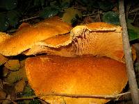 Gymnopilus ventricosus image