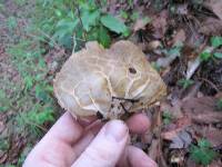 Helvella acetabulum image