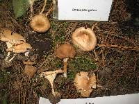 Clitocybe gibba image