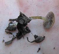 Psilocybe caerulescens image