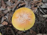 Amanita caesarea image