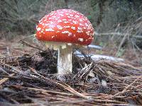 Amanita muscaria image