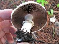 Agaricus xanthodermus image