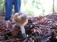 Helvella compressa image