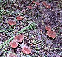 Marasmius plicatulus image