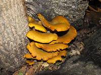 Omphalotus olivascens image