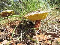 Boletellus russellii image