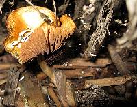 Psilocybe cyanescens image