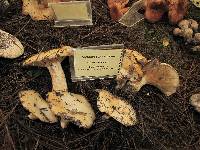 Lactarius scrobiculatus image