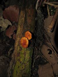 Gymnopilus subpurpuratus image