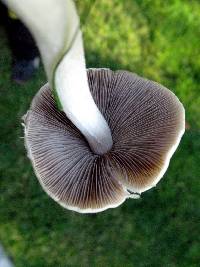 Psathyrella candolleana image