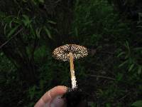 Psilocybe caerulescens image