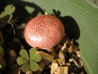 Gymnopilus luteofolius image