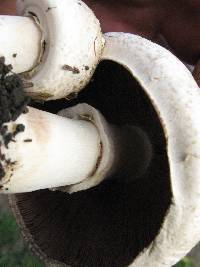 Agaricus xanthodermus image