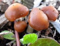 Psilocybe cyanescens image