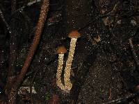 Psilocybe zapotecorum image