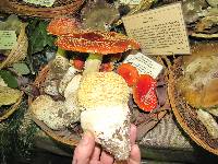 Amanita muscaria image